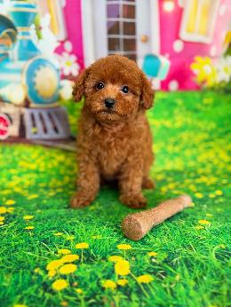 プードル、写真、ティーカップ