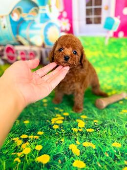 プードル、写真、ティーカップ