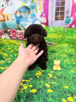 プードル、写真、ティーカップ