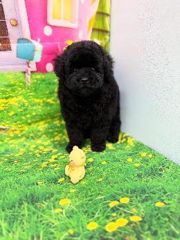 プードル、写真、ティーカップ