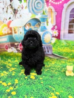 プードル、写真、ティーカップ