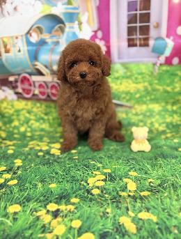 プードル、写真、ティーカップ