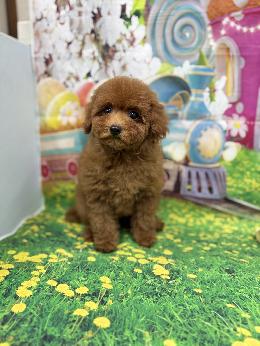 プードル、写真、ティーカップ