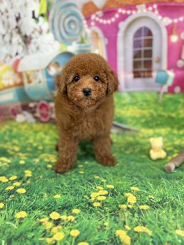 プードル、写真、ティーカップ