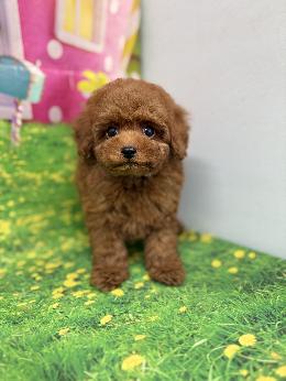 プードル、写真、ティーカップ