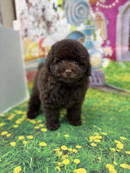 プードル、写真、ティーカップ