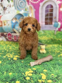 プードル、写真、ティーカップ