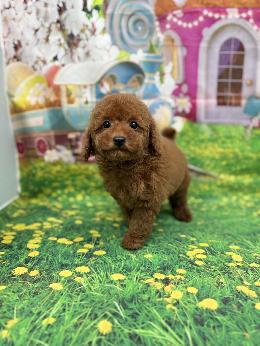 プードル、写真、ティーカップ