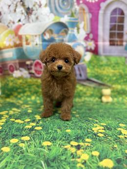 プードル、写真、ティーカップ