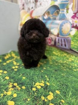 プードル、写真、ティーカップ