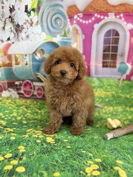 プードル、写真、ティーカップ