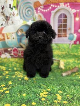 プードル、写真、ティーカップ