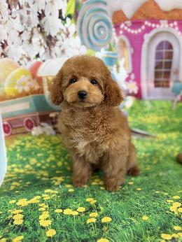 プードル、写真、ティーカップ