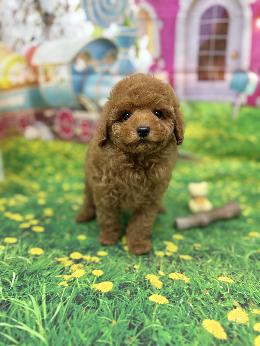 プードル、写真、ティーカップ