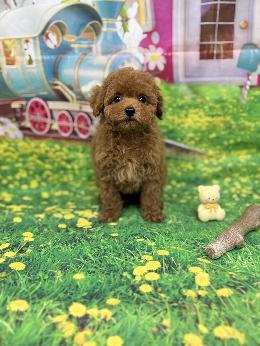 プードル、写真、ティーカップ