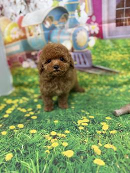 プードル、写真、ティーカップ