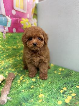 プードル、写真、ティーカップ