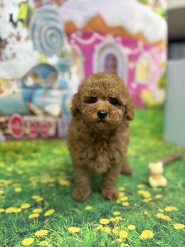 プードル、写真、ティーカップ