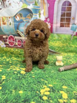 プードル、写真、ティーカップ