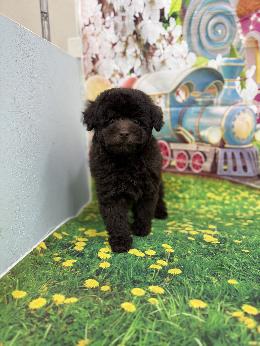 プードル、写真、ティーカップ