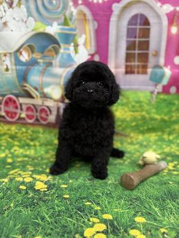 プードル、写真、ティーカップ