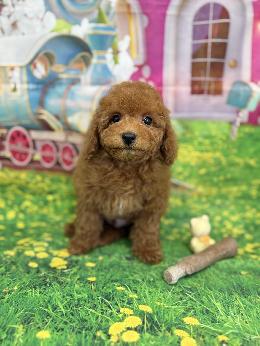 プードル、写真、ティーカップ