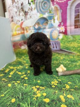 プードル、写真、ティーカップ