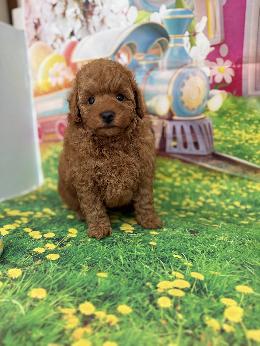 プードル、写真、ティーカップ