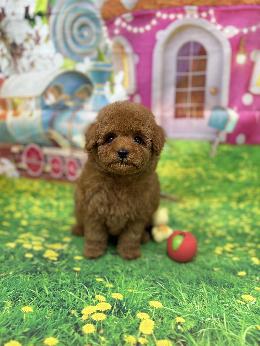 プードル、写真、ティーカップ