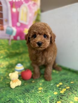プードル、写真、ティーカップ