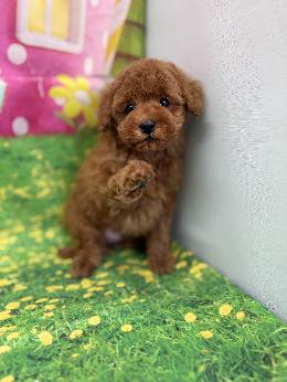 プードル、写真、ティーカップ
