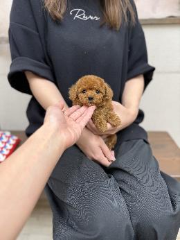 プードル、写真、ティーカップ